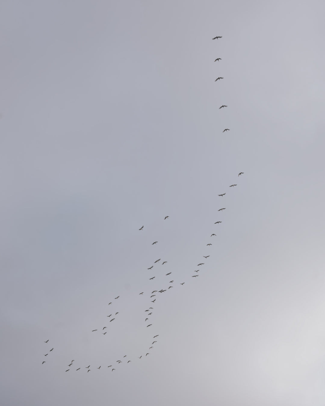 Birds crossing a pale sky
